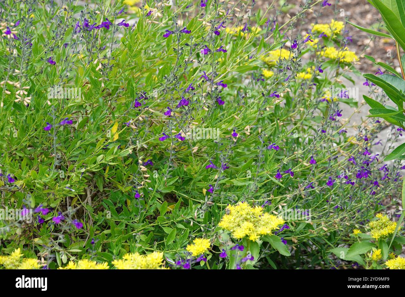 salvia-lycioides-canyon-sage-stock-photo-alamy