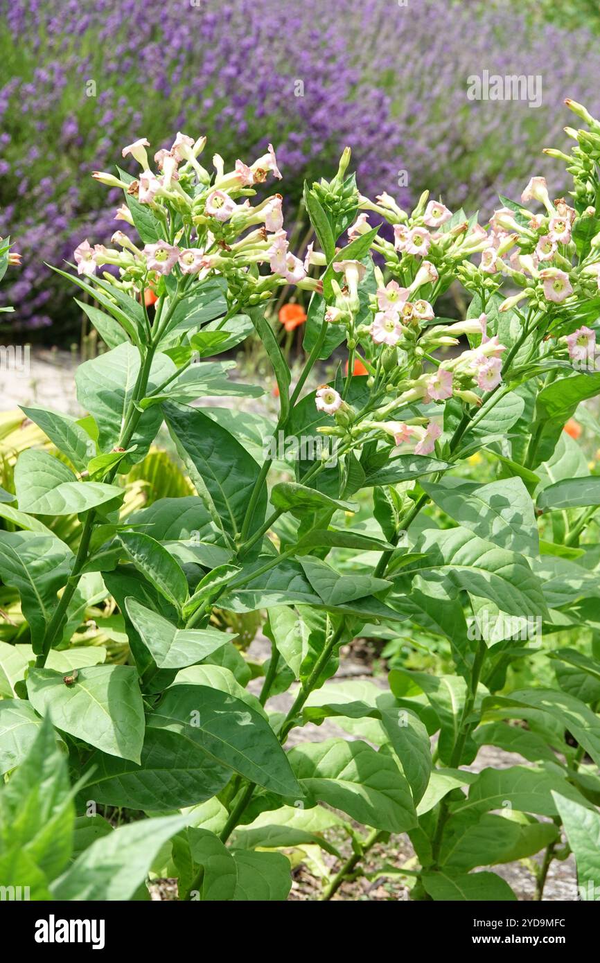 Nicotiana tabacum, Tobacco Stock Photo