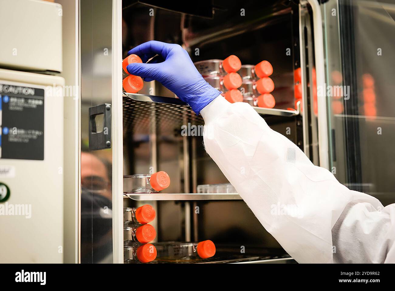 NIAID researcher reaching for cell cultures in a CO2 incubator. Cell Cultures in CO2 Incubator 016867 142 Stock Photo