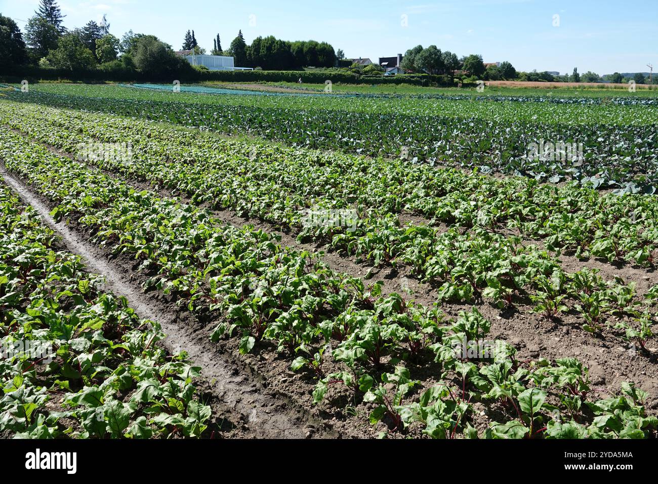 Beta vulgaris, beetroot Stock Photo