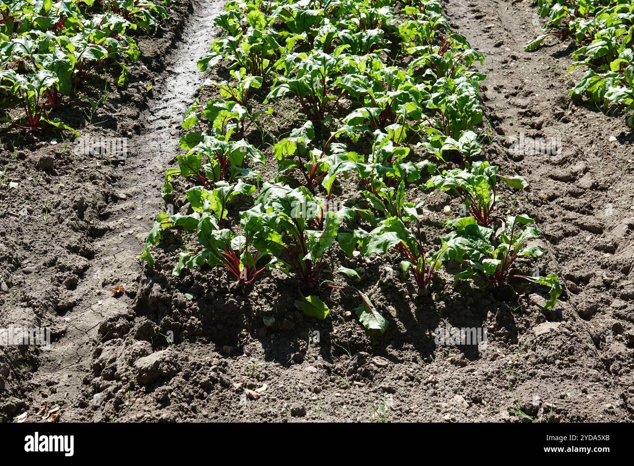 Beta vulgaris, beetroot Stock Photo