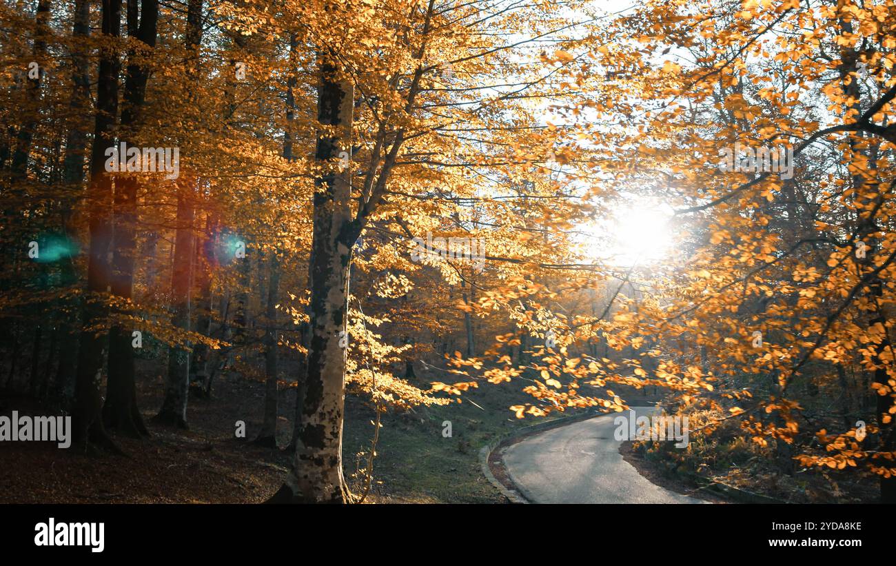 Sun rays through tree leaves hi-res stock photography and images - Alamy