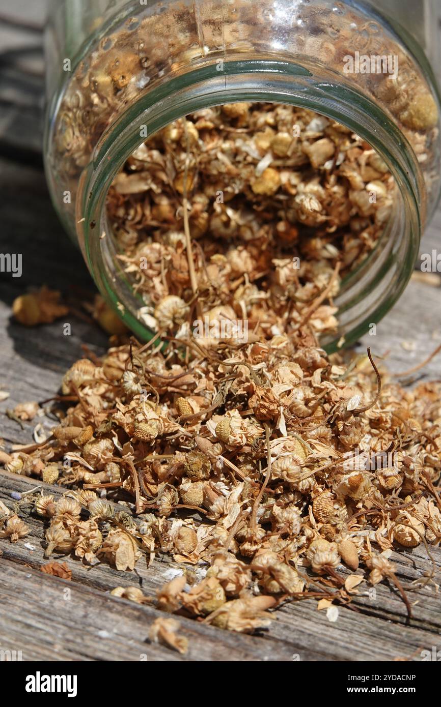 Matricaria chamomilla, chamomile Stock Photo