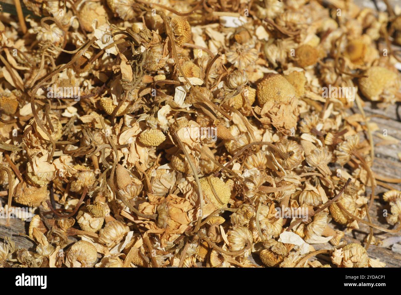 Matricaria chamomilla, chamomile Stock Photo