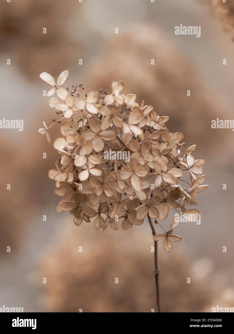 Pretty dried Hydrangea flower Closeup with blurred background Stock Photo