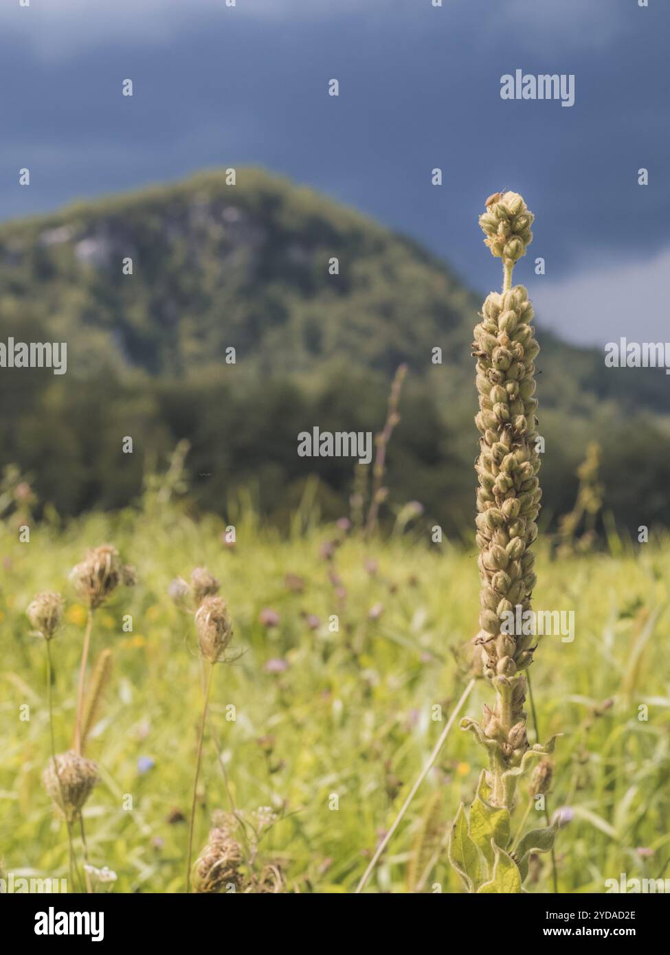 Berkshire Mountains and Meadow in Massachusetts Stock Photo