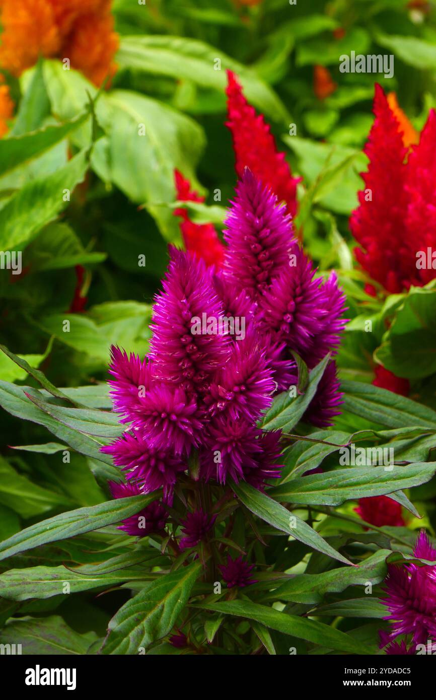 Celosia argentea family amaranthaceae hi-res stock photography and ...