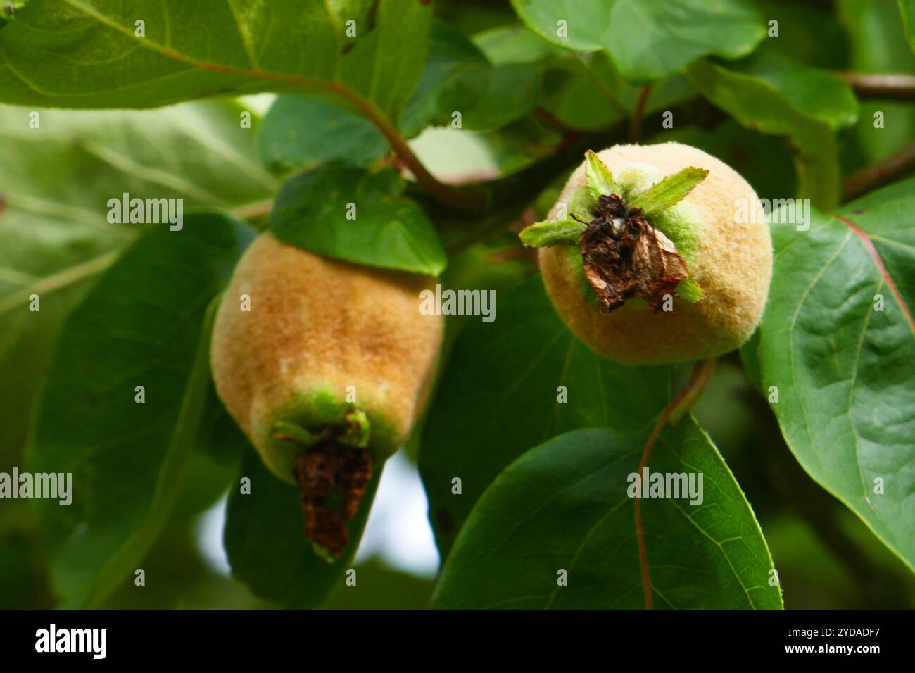 Quinces Insects Astheimer perlquitte hi-res stock photography and images - Alamy