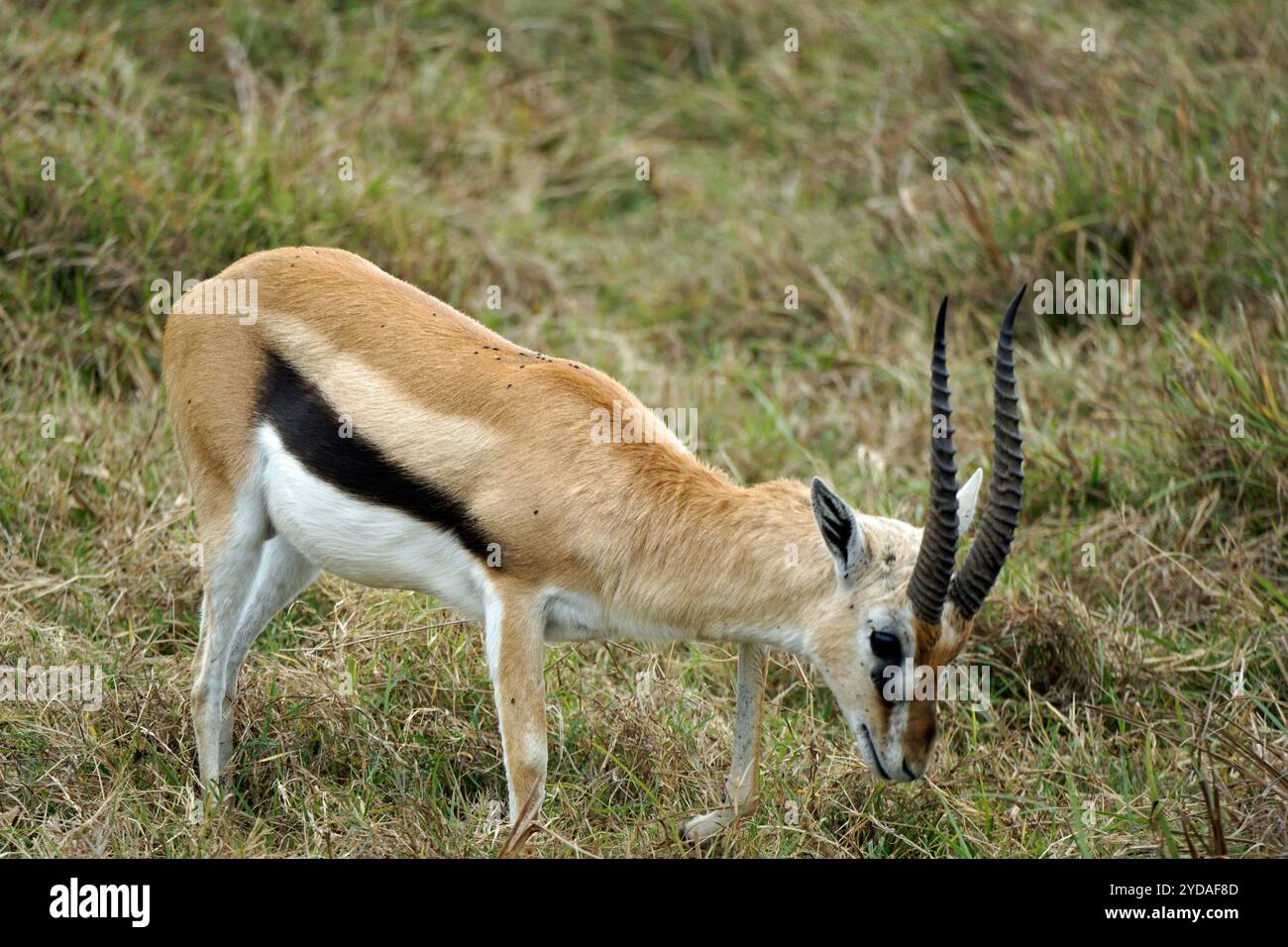 thomsons gazelle in the serengeti in tanzania Stock Photo - Alamy