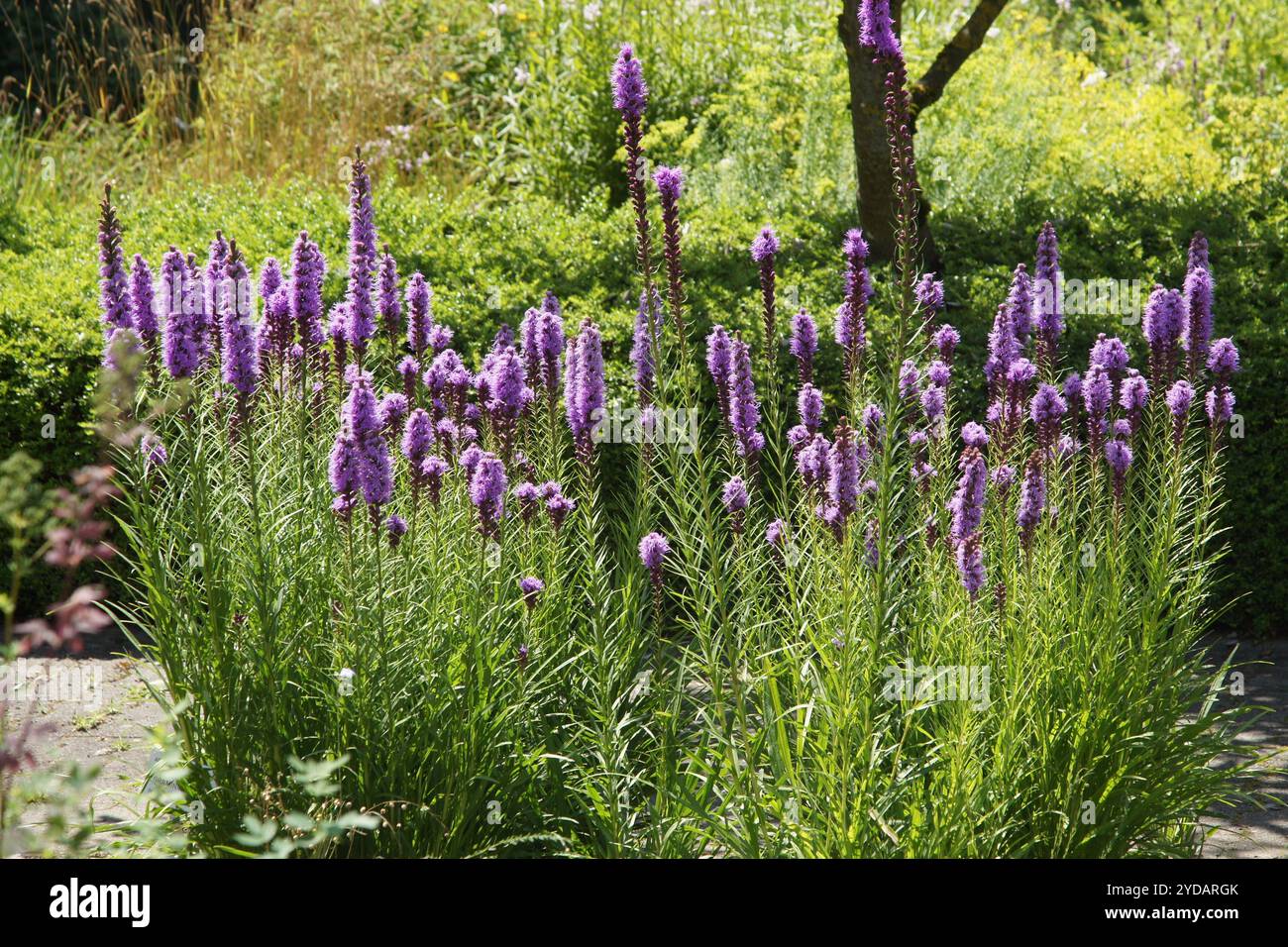 Liatris graminifolia, Grass-leaf blazing star Stock Photo