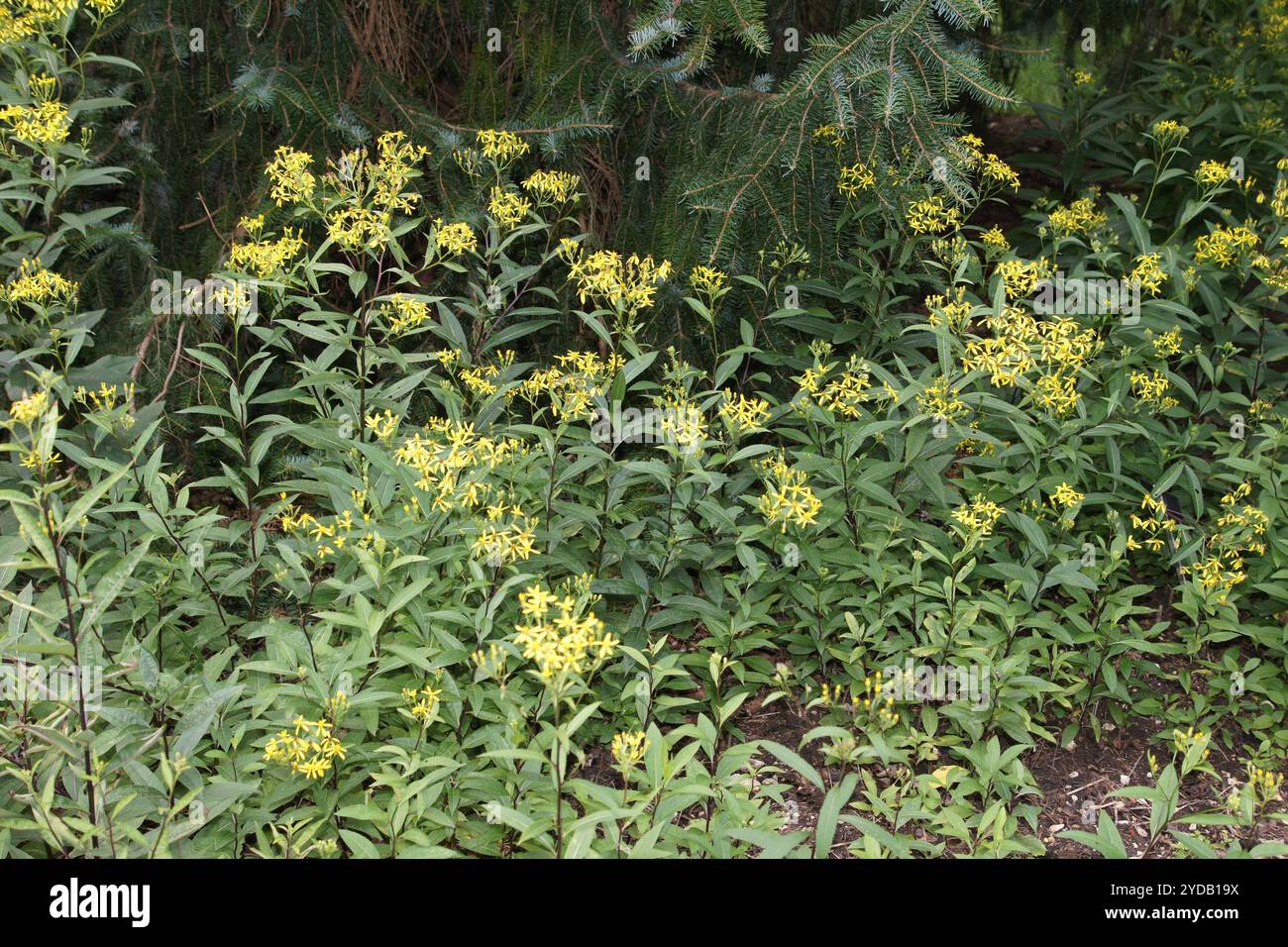 Senecio ovatus, wood ragwort Stock Photo
