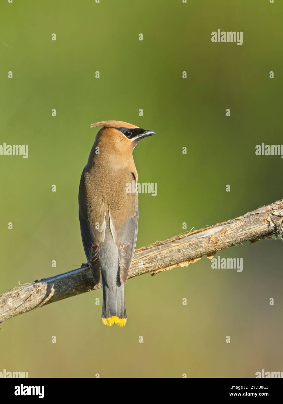 Portraiture of a perched cedar waxwing. Stock Photo