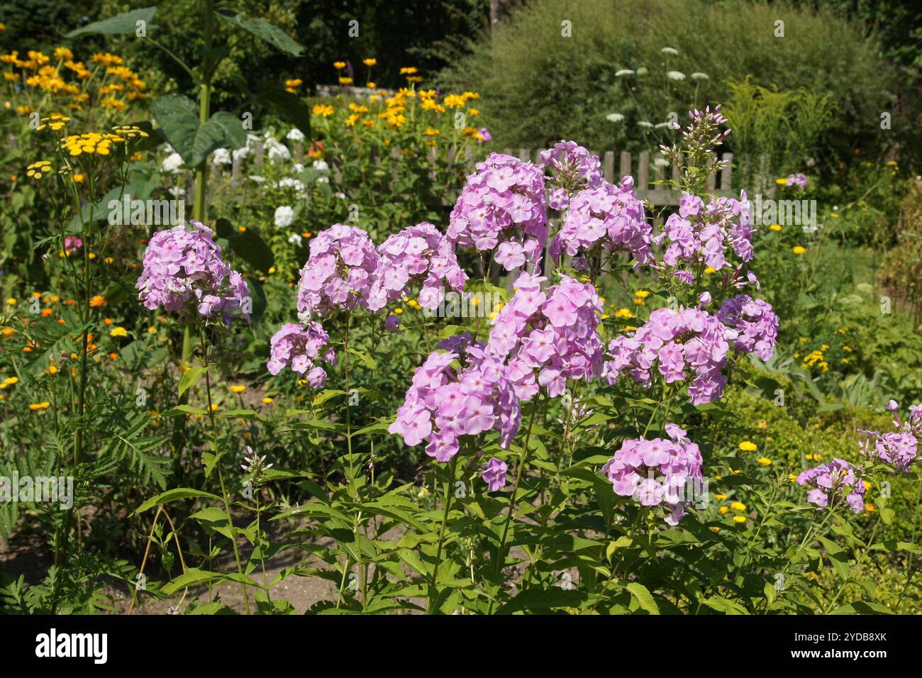 Cottage garden, Phlox Stock Photo