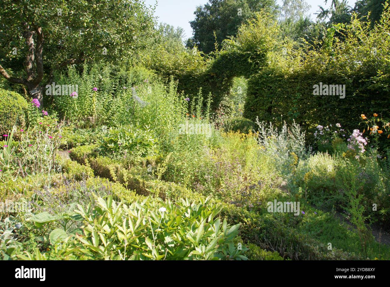 Cottage border plant hi-res stock photography and images - Alamy