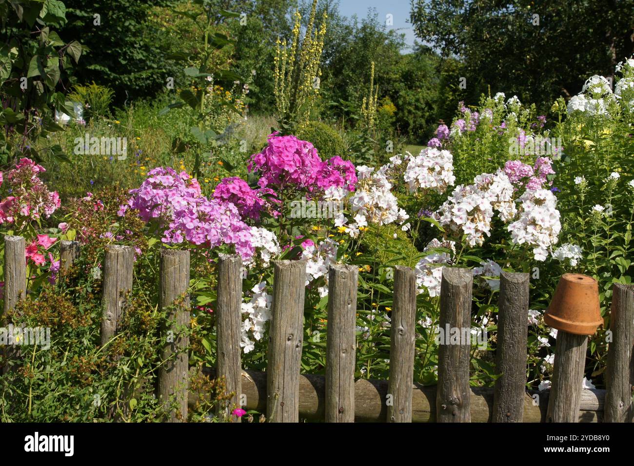 Cottage garden, Phlox Stock Photo