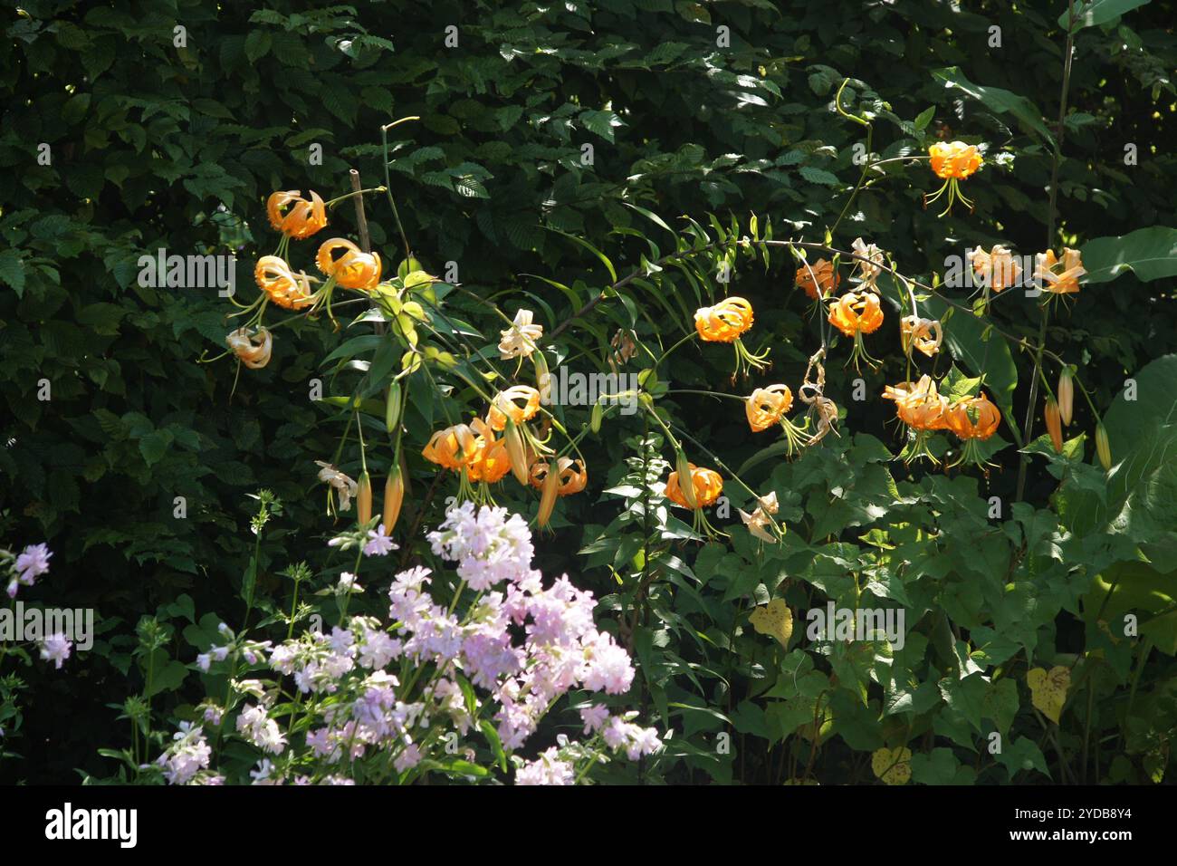 Cottage garden, Lilium Stock Photo