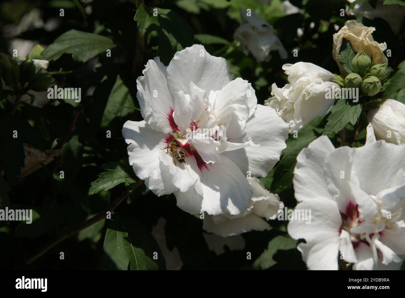 Hibiscus shrub hi-res stock photography and images - Alamy