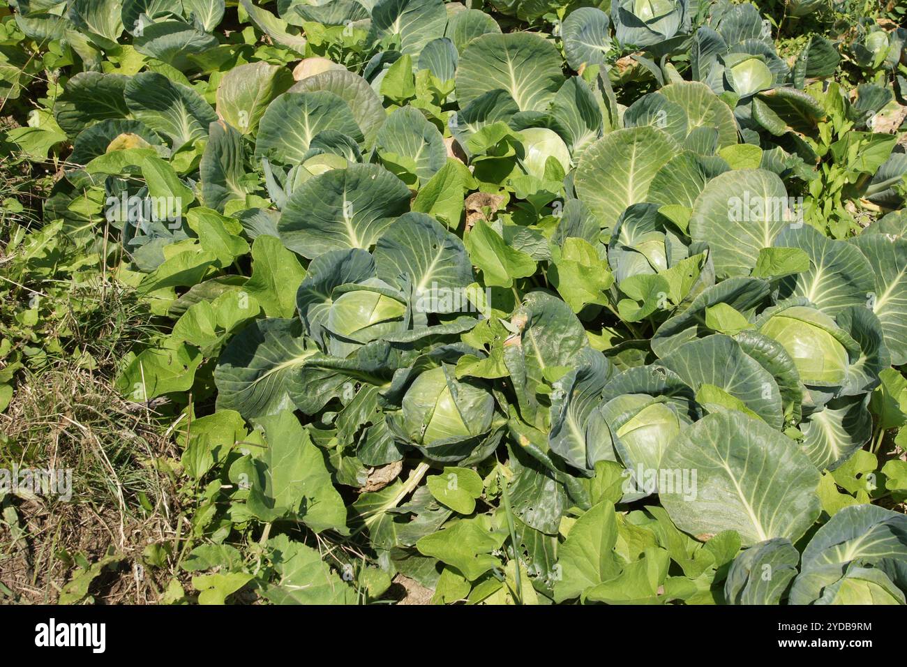 Brassica oleracea, cabbage Stock Photo