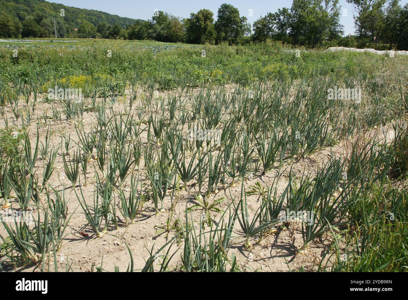 Flowers onion allium cepa hi-res stock photography and images - Alamy