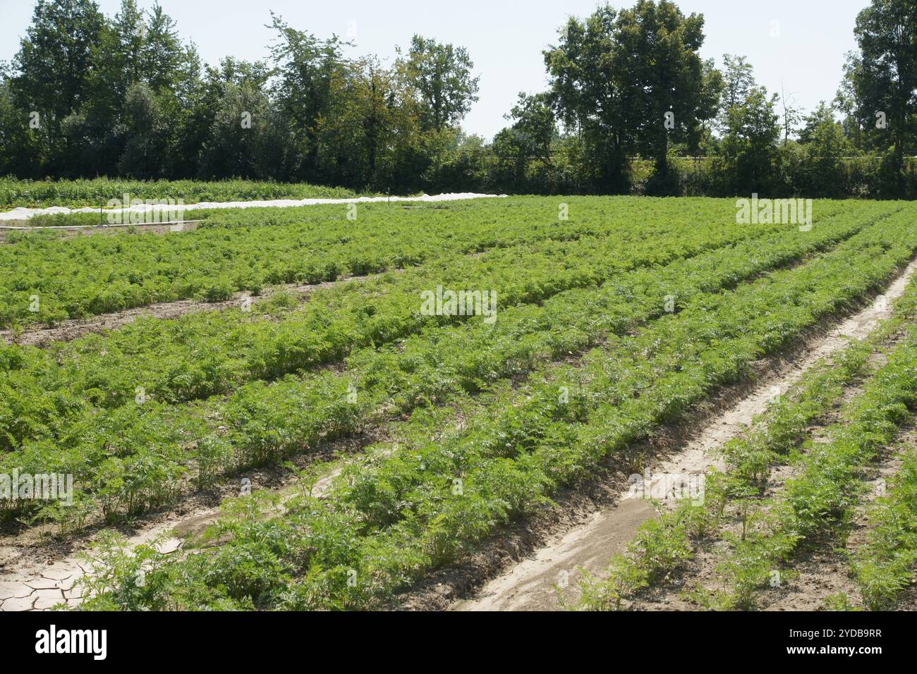 Daucus carota, carot Stock Photo