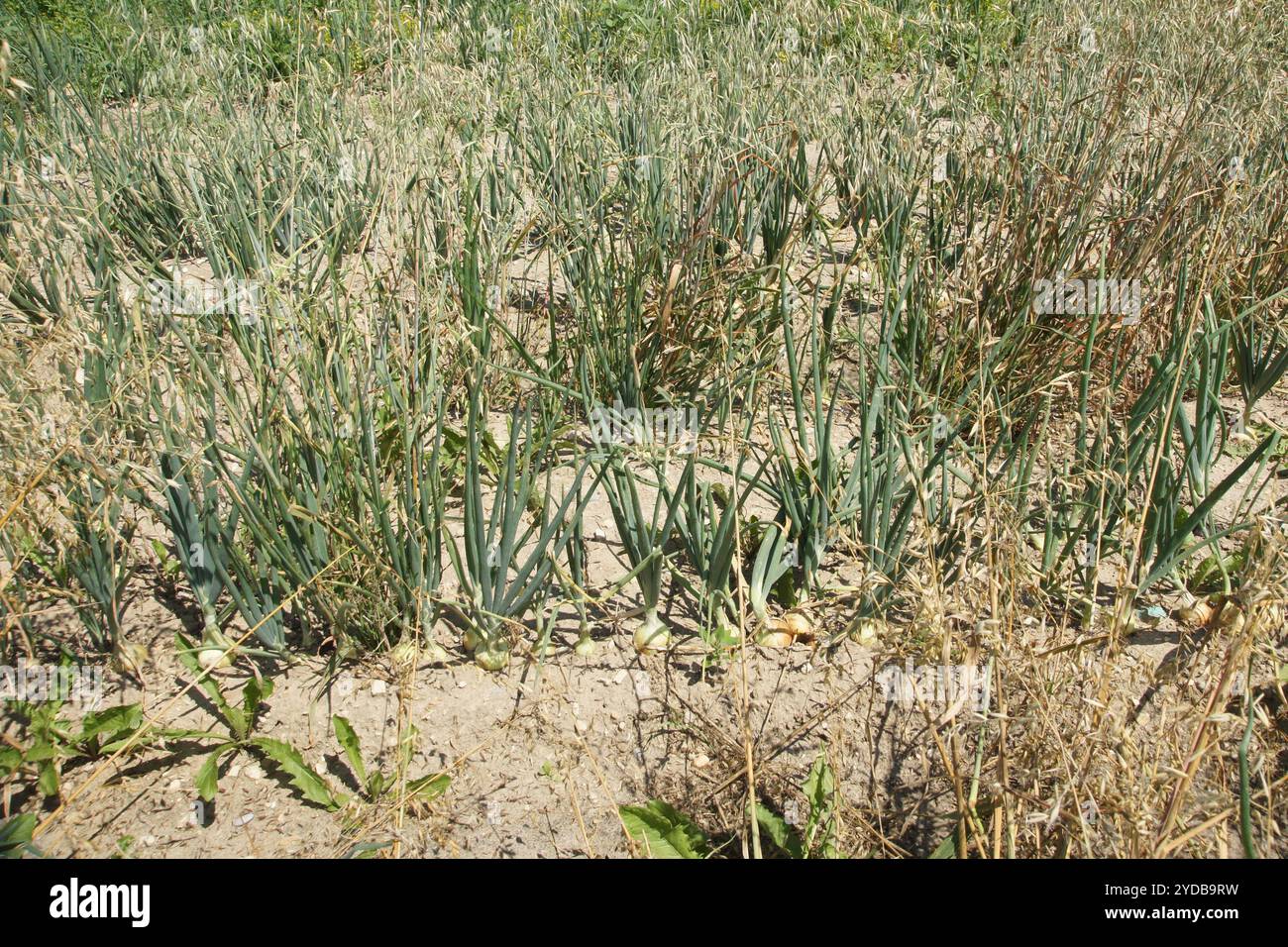 Flowers onion allium cepa hi-res stock photography and images - Alamy