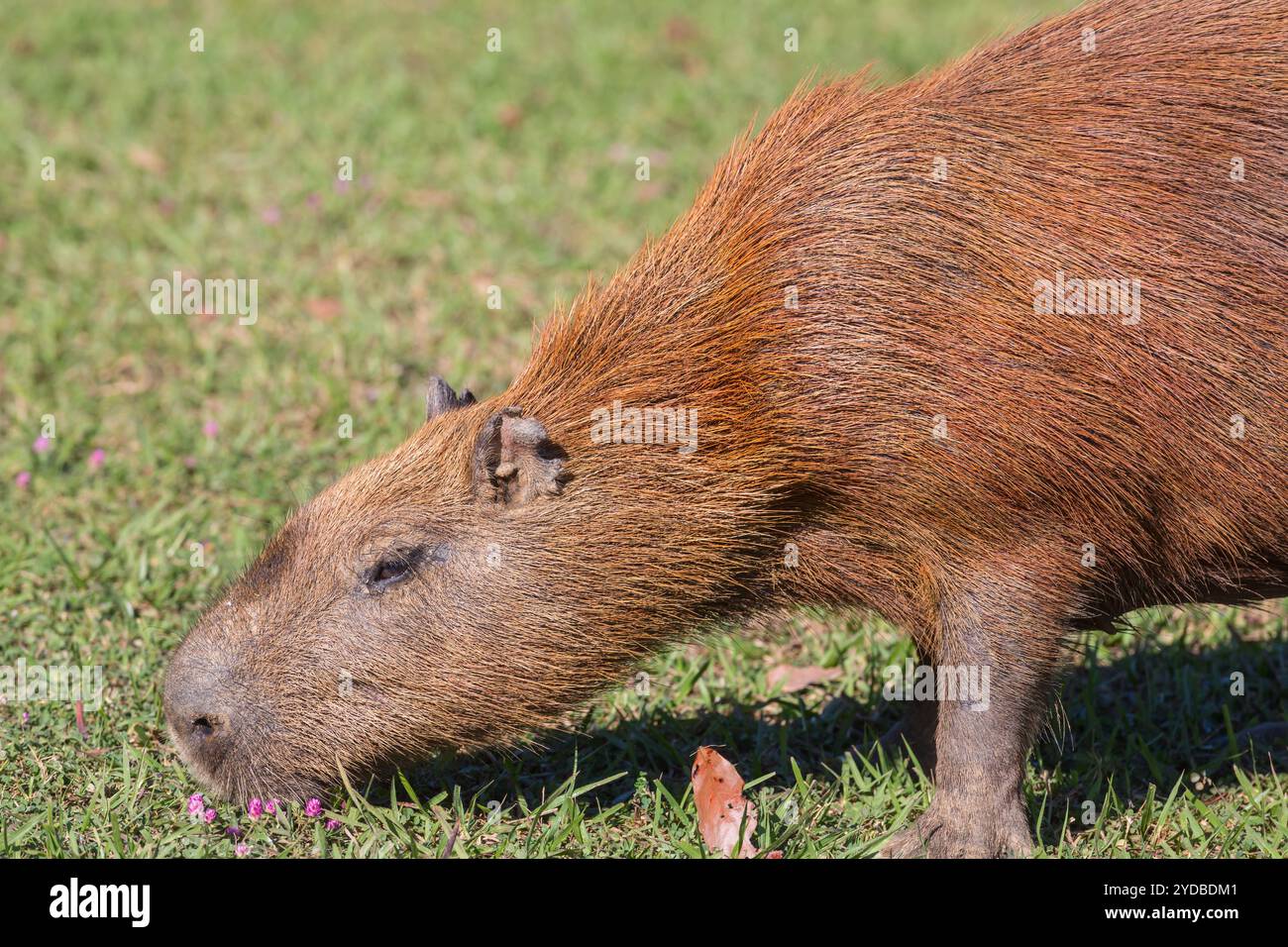 Capybara carpincho hydrochaeris sitting hi-res stock photography and ...