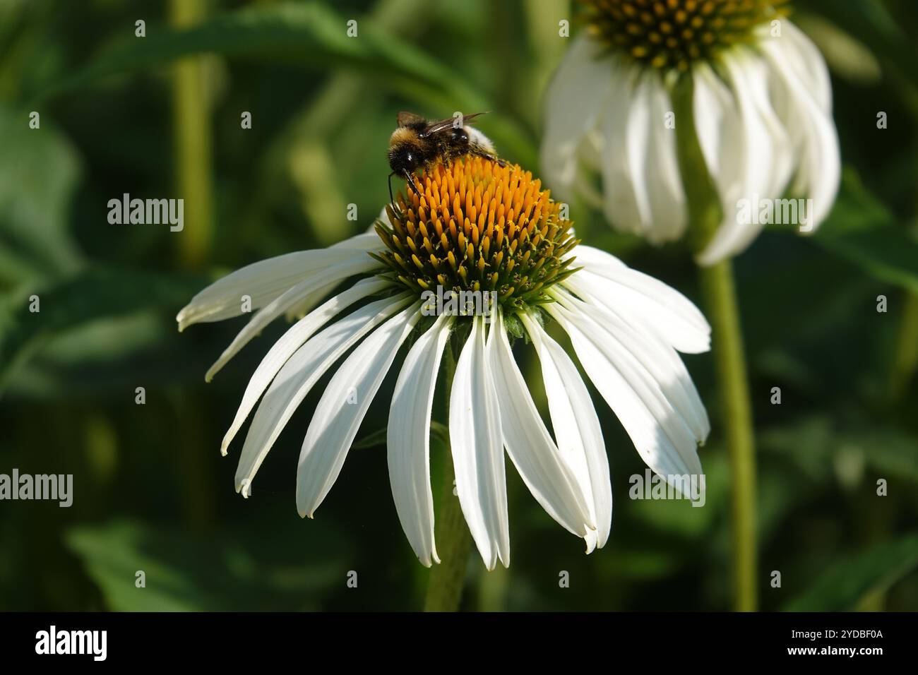 Rudbeckia White Swan, white coneflower Stock Photo