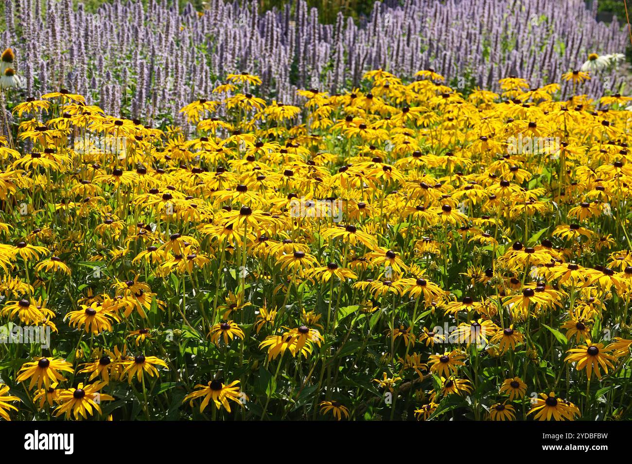 Rudbeckia hirta, coneflower Stock Photo