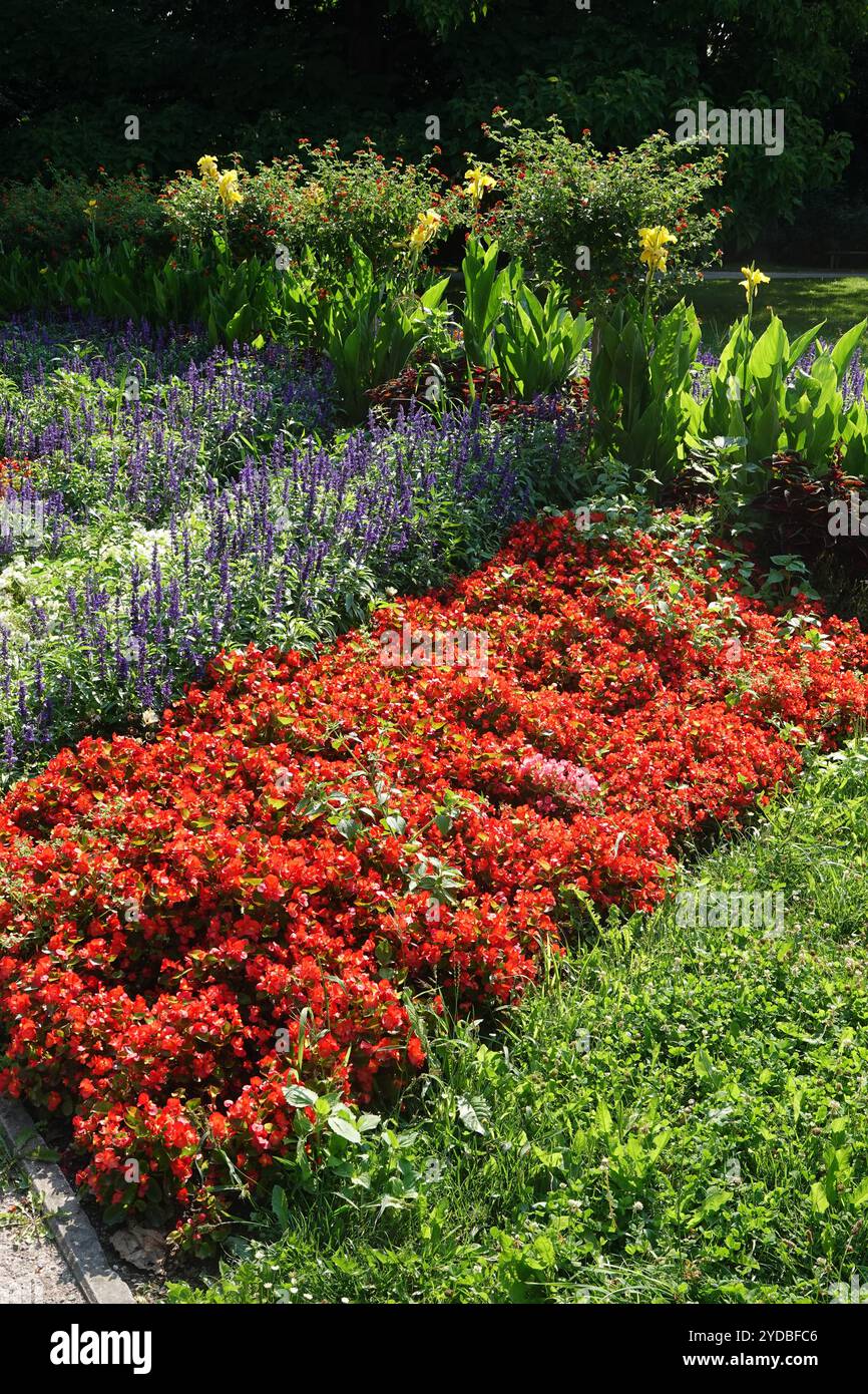 Begonia semperflorens Stock Photo