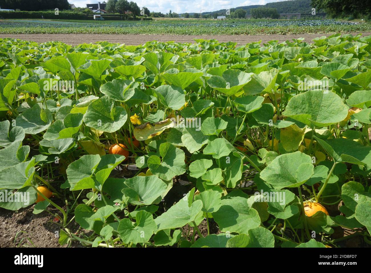 Cucurbita pepo, pumpkin Stock Photo