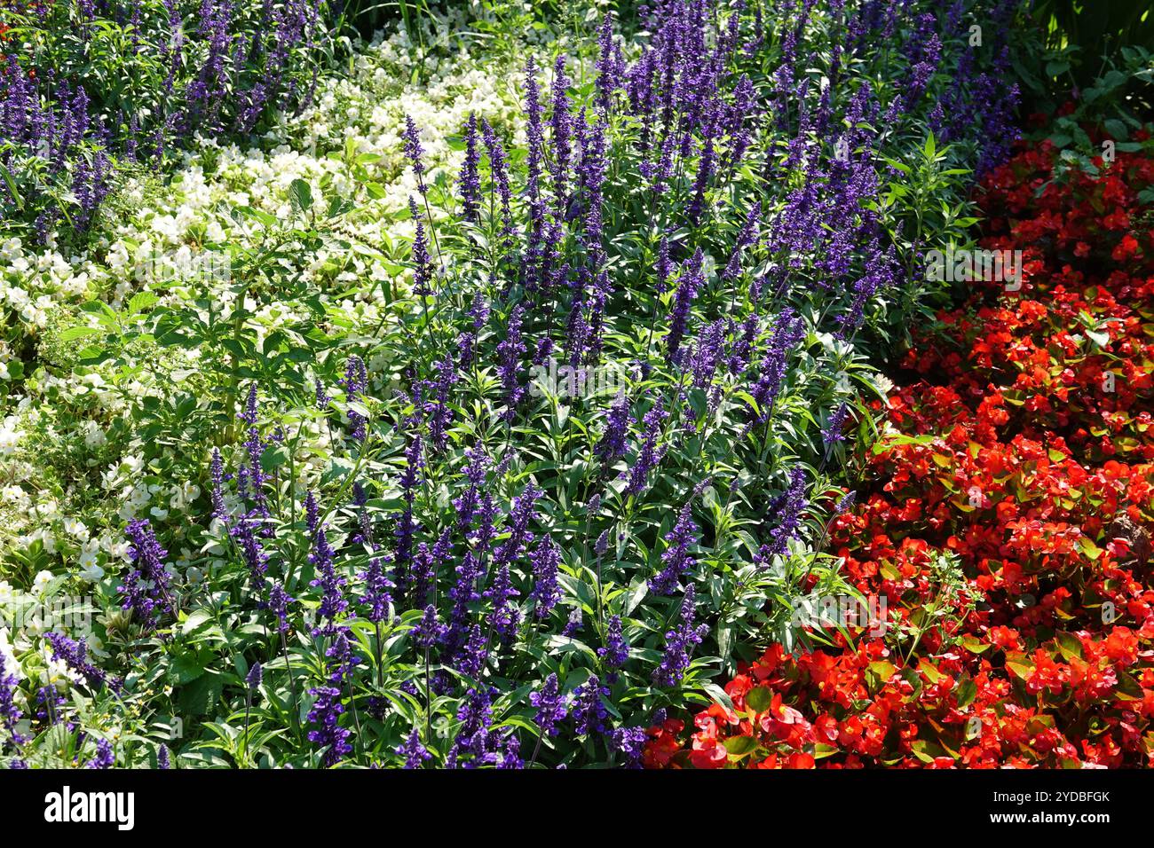 Mealy sage hi-res stock photography and images - Alamy