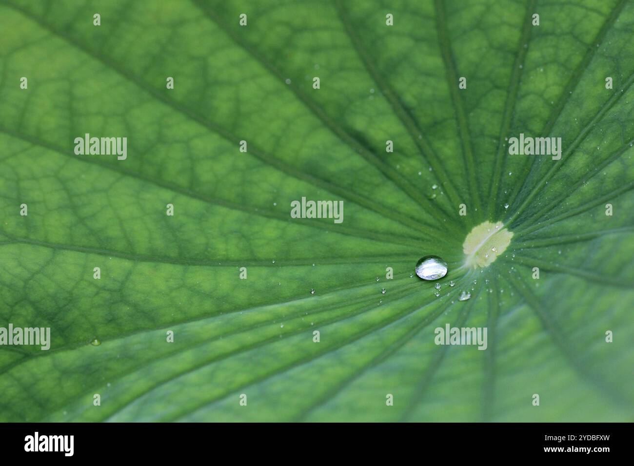 A water drop on green leaf lotus background Stock Photo - Alamy