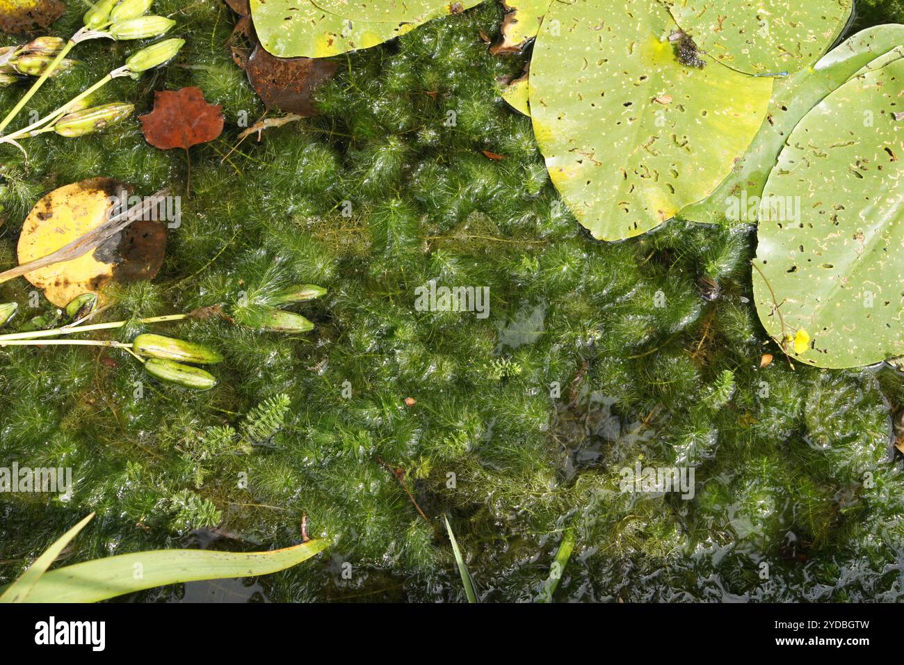 Utricularia vulgaris, common bladderwort Stock Photo