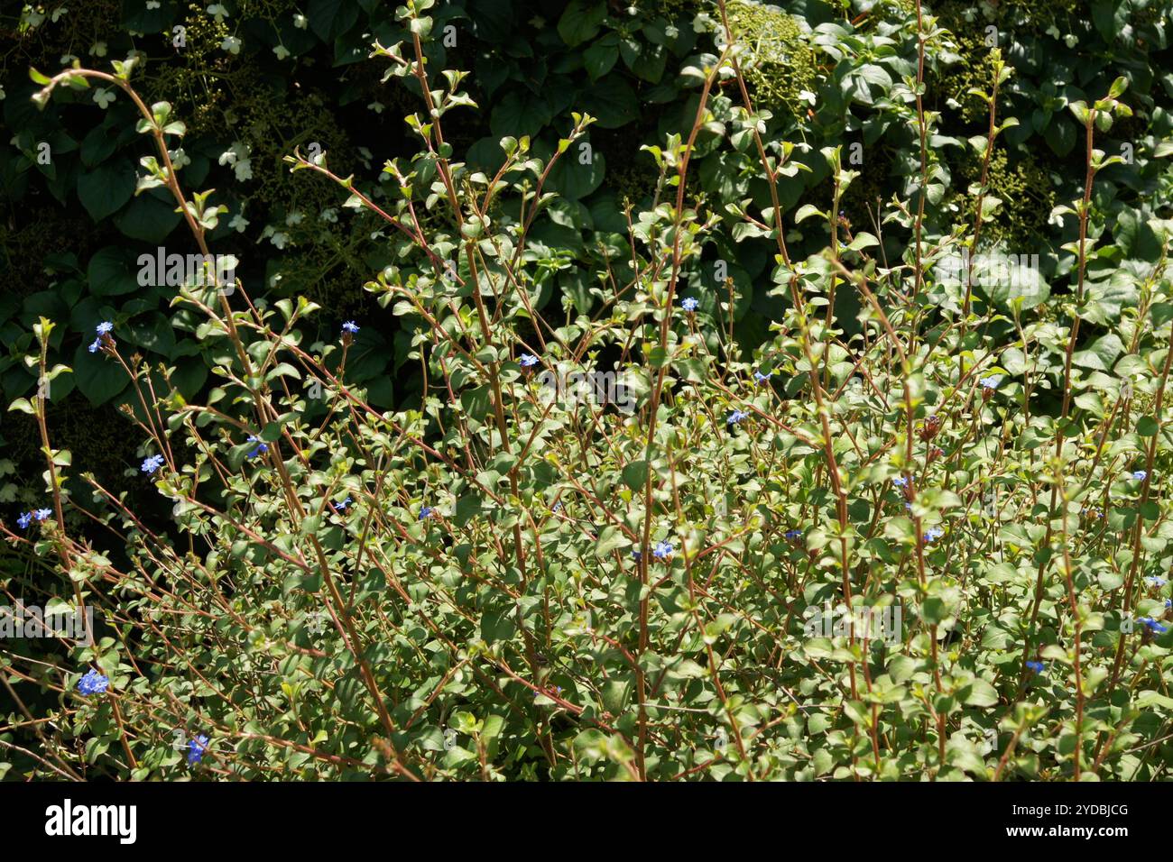 Ceratostigma giffithii, leadwort Stock Photo