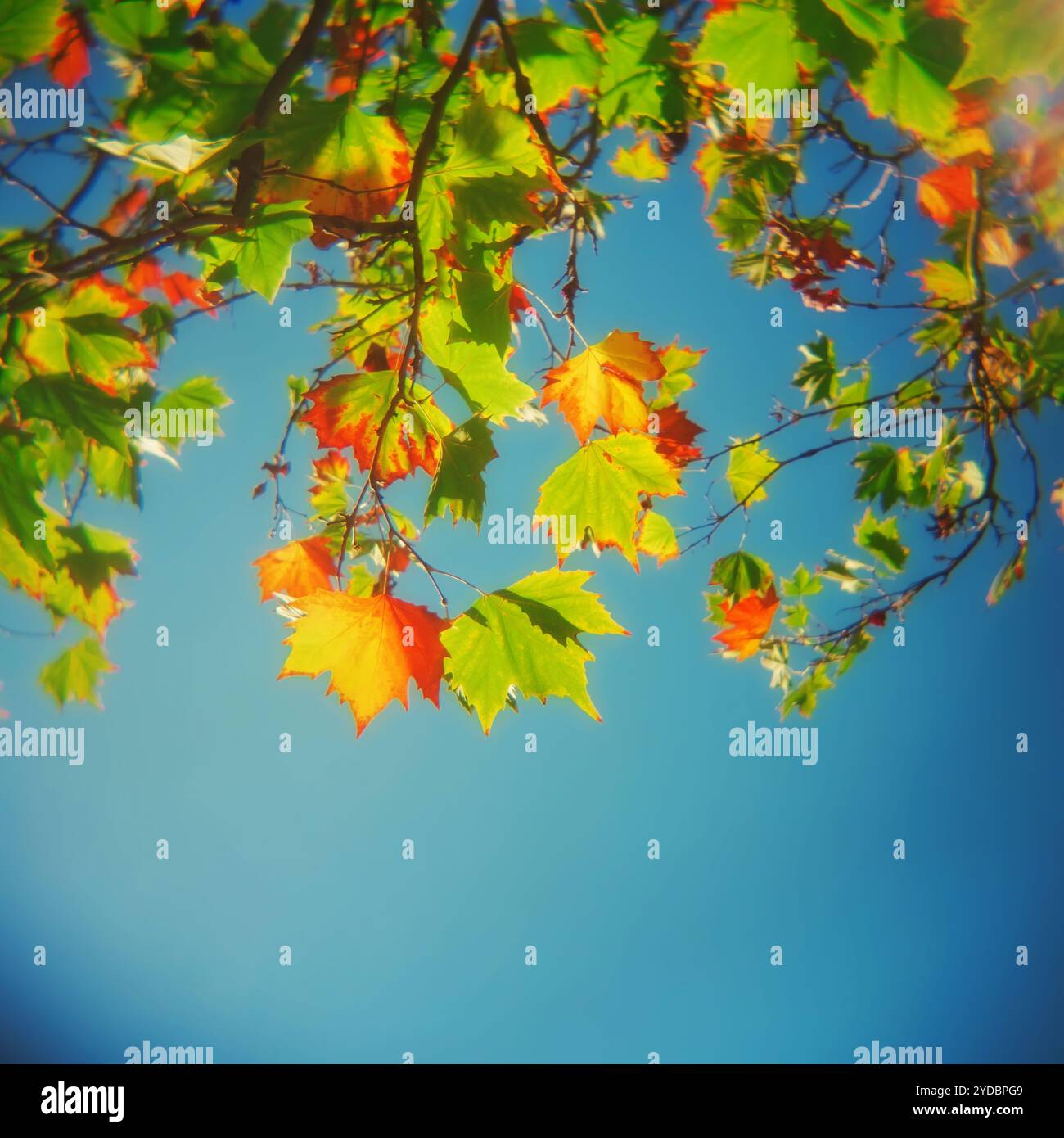 Canopy of mature maple leaves during fall or autumn against a clear blue sky Stock Photo