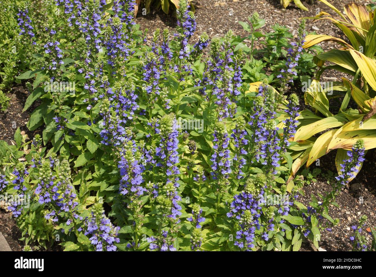 Lobelia siphilitica, great blue lobelia Stock Photo