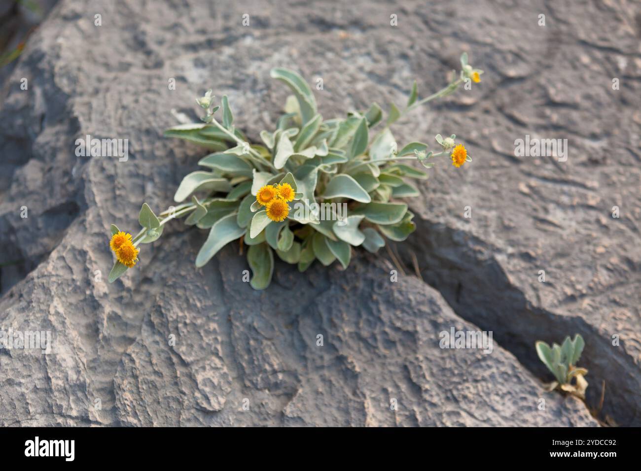 Flowers growing in crack in hi-res stock photography and images - Alamy