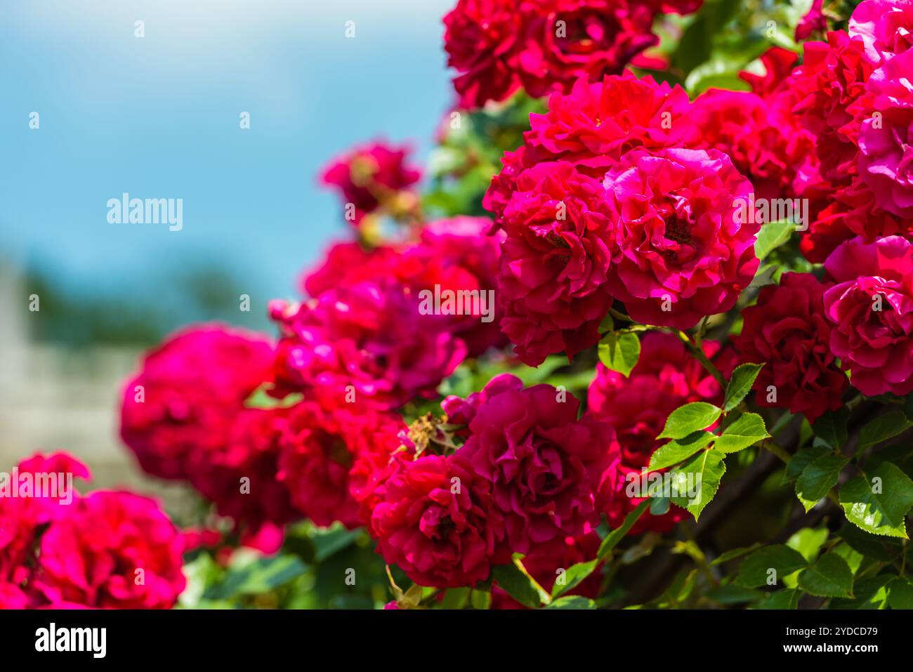 Beautiful summer garden roses blooming hi-res stock photography and ...