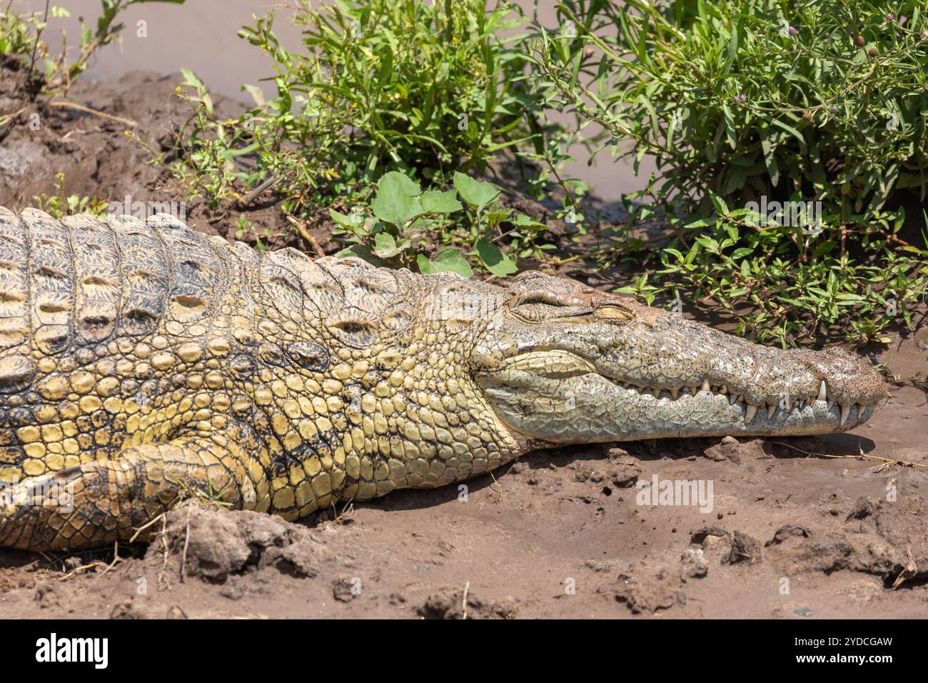 The Nile Crocodile Crocodylus Niloticus Is A Large Crocodilian Native the-nile-crocodile-crocodylus-niloticus-is-a-large-crocodilian-native