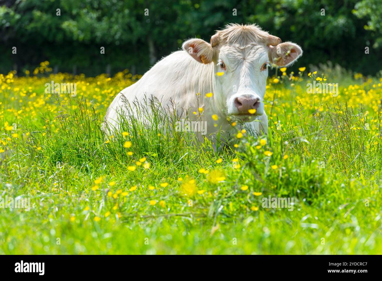 White Cow at the Green Meadow Stock Photo - Alamy