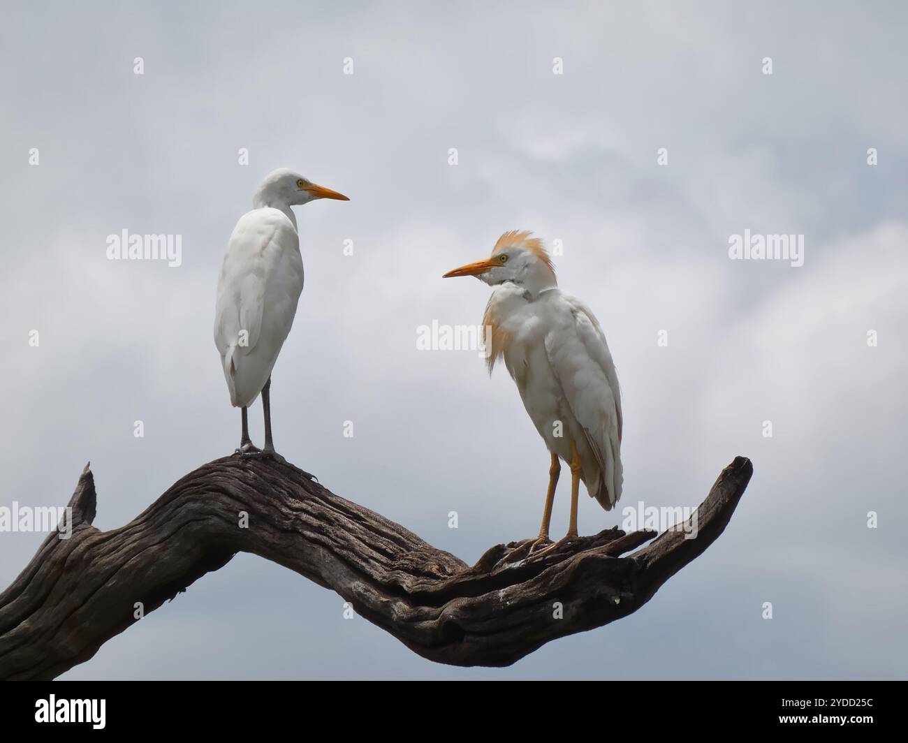 Western Cattle-Egret (Bubulcus ibis Stock Photo - Alamy