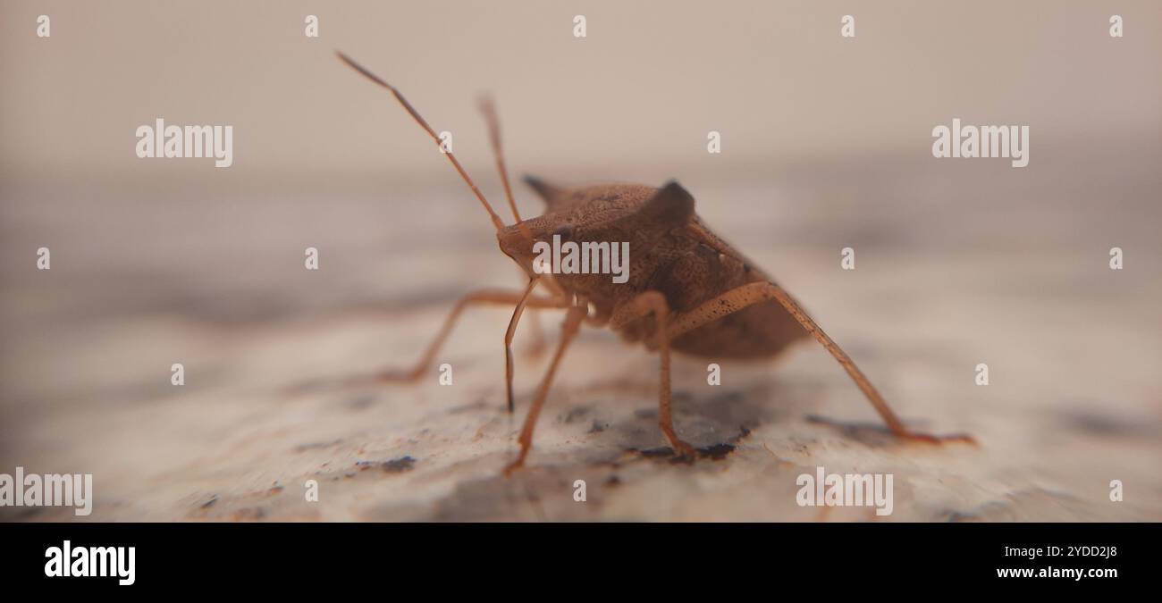 Brown Stink Bugs (Euschistus Stock Photo - Alamy