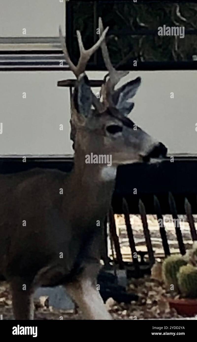 Mule Deer (Odocoileus hemionus Stock Photo - Alamy