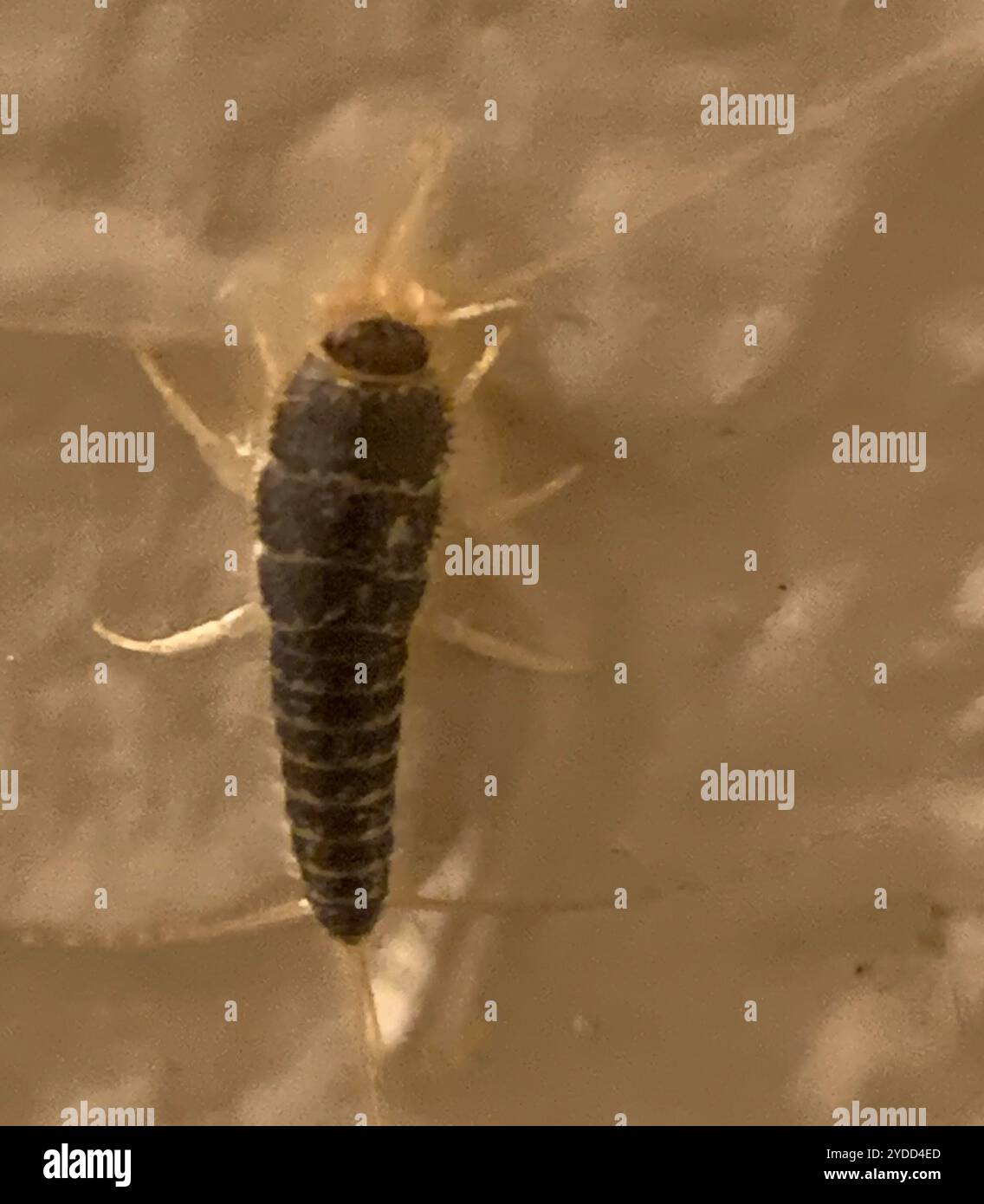 Long tailed silverfish hi-res stock photography and images - Alamy