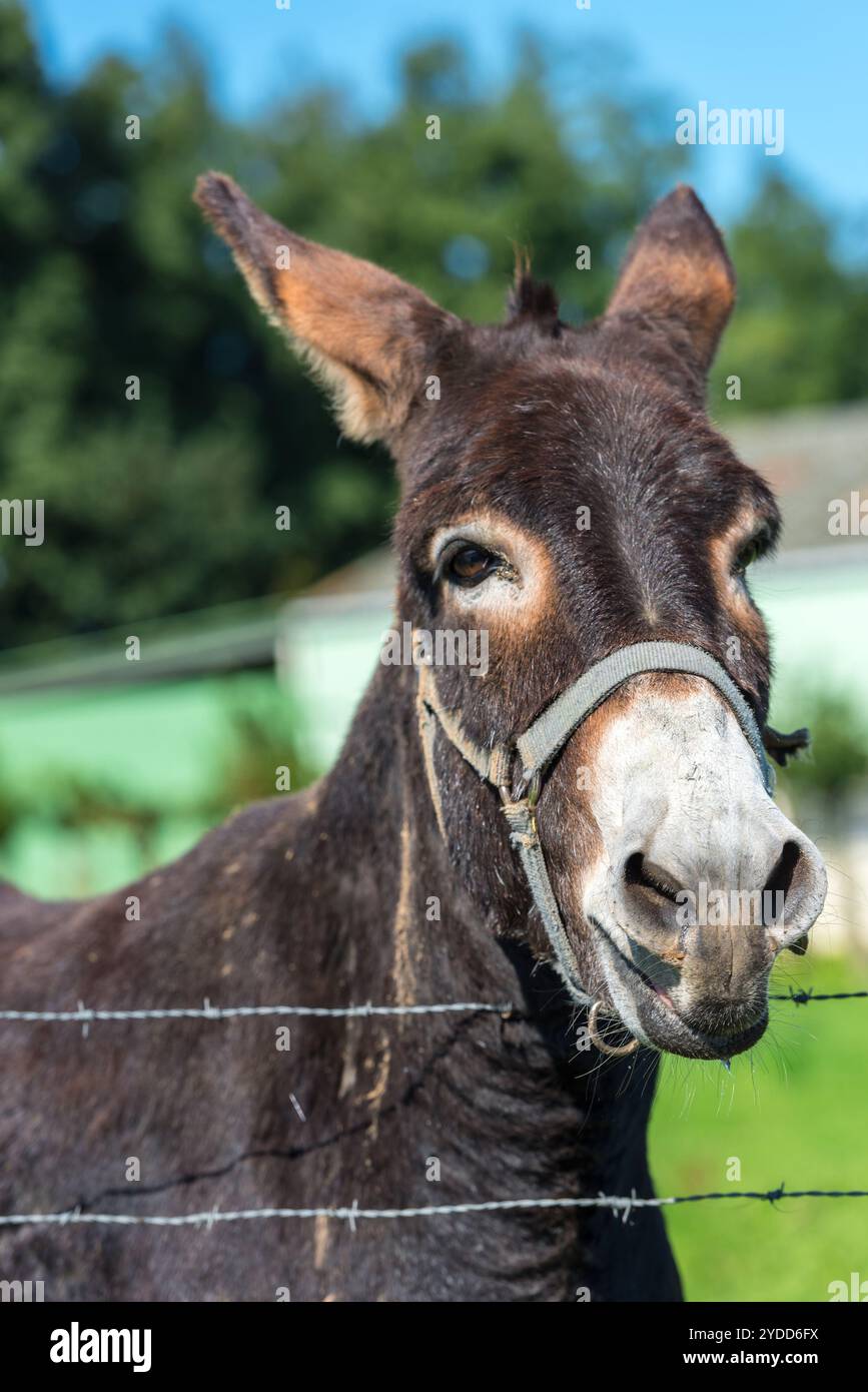 Brown donkey portrait in a summer day Stock Photo - Alamy