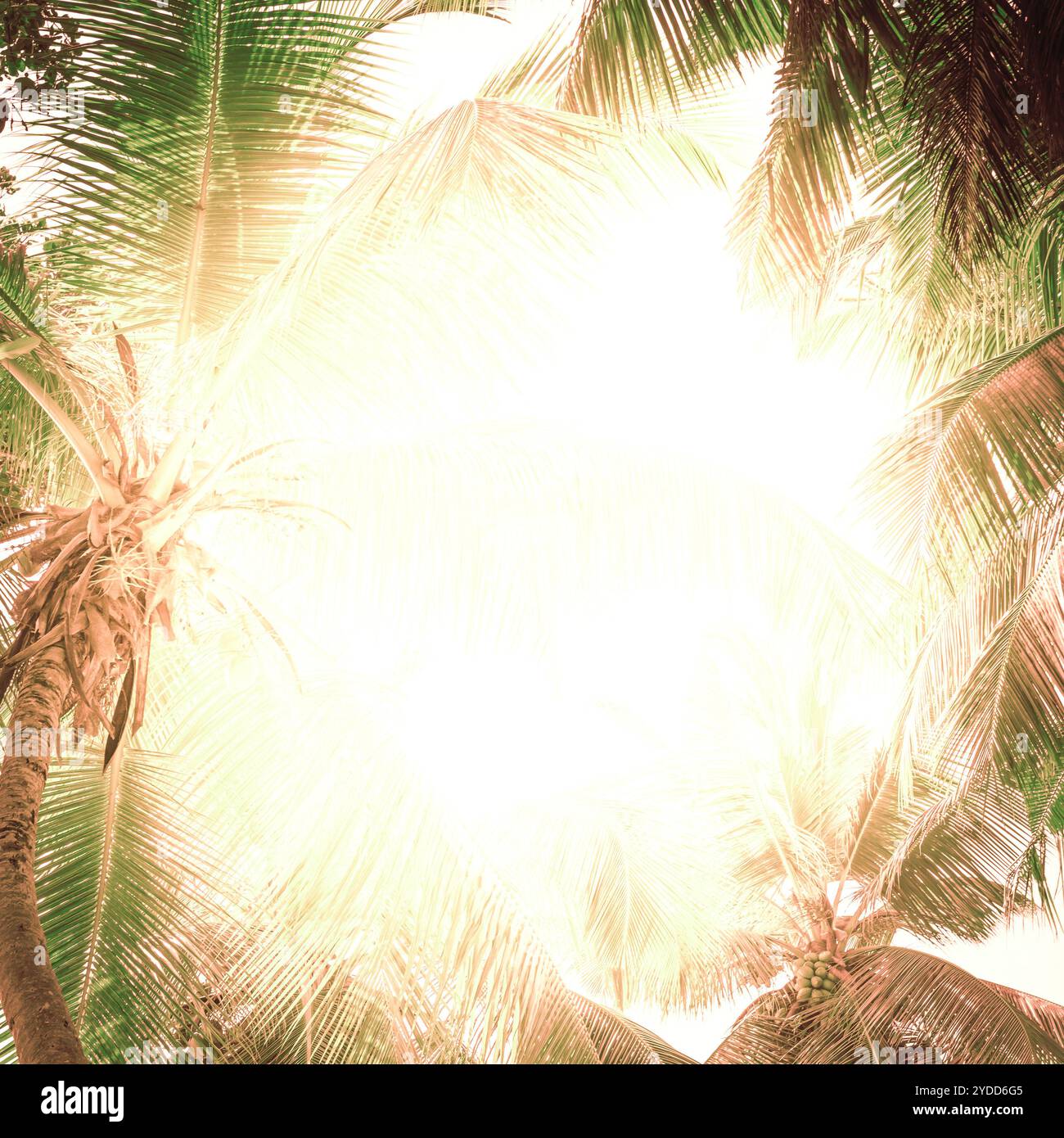 Tropical heat hi-res stock photography and images - Alamy