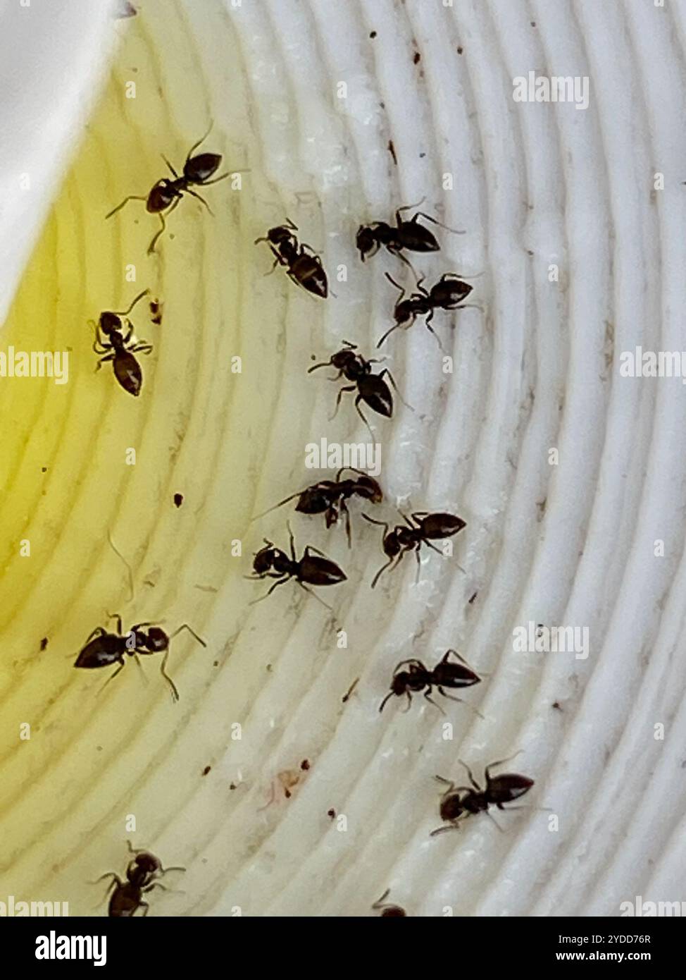 Dark Rover Ant Dark rover ant hi-res stock photography and images - Alamy