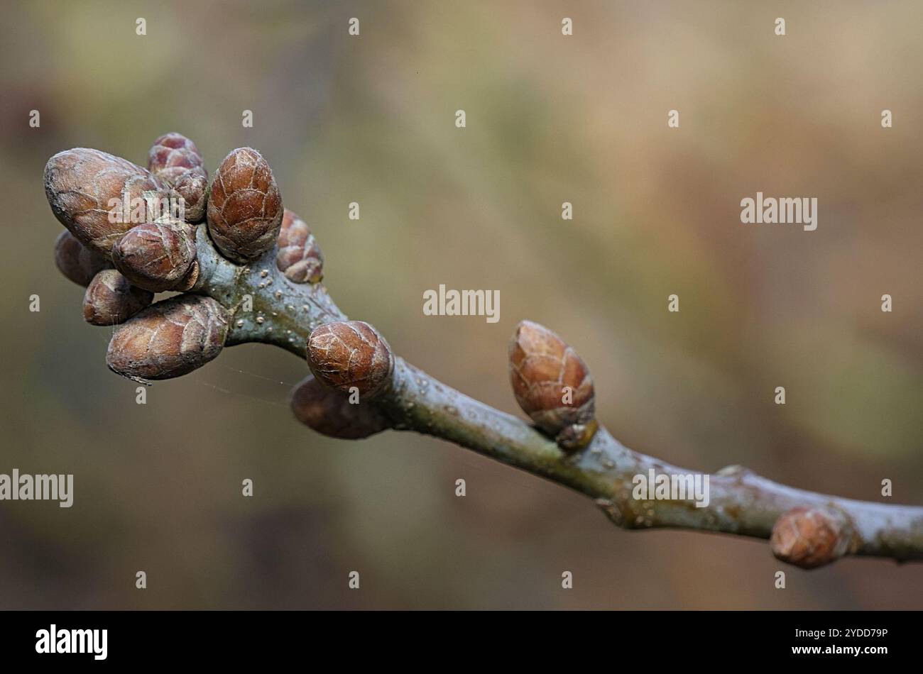 English oak (Quercus robur Stock Photo - Alamy