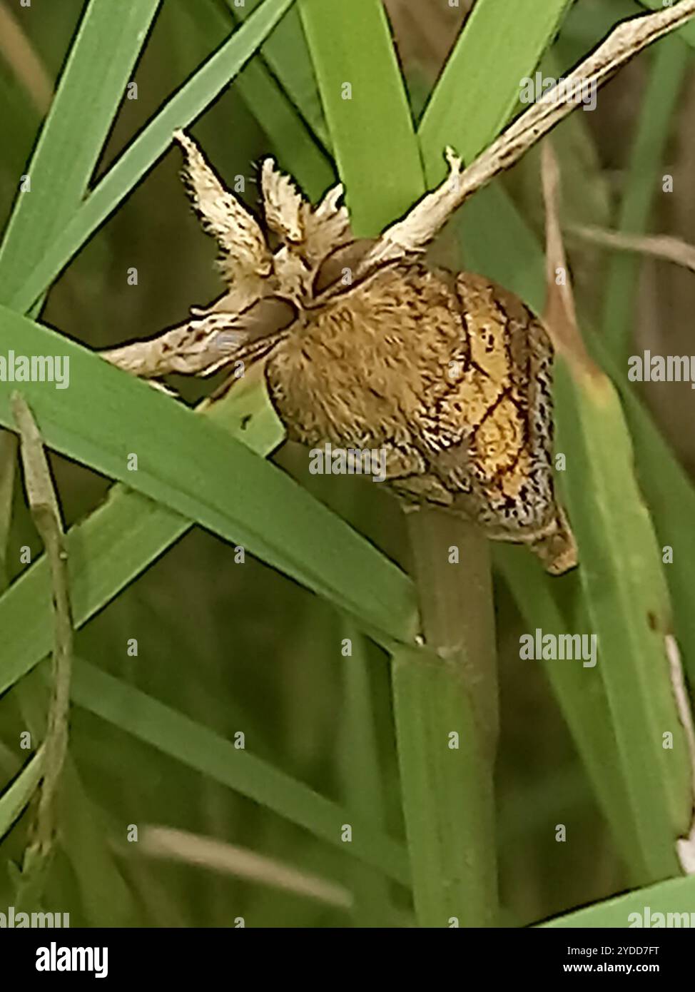 Goat moths hi-res stock photography and images - Alamy