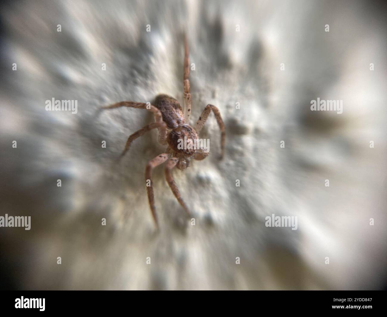 Eurasian Running Crab Spider (Philodromus dispar Stock Photo - Alamy